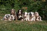 BORDER COLLIE 1064